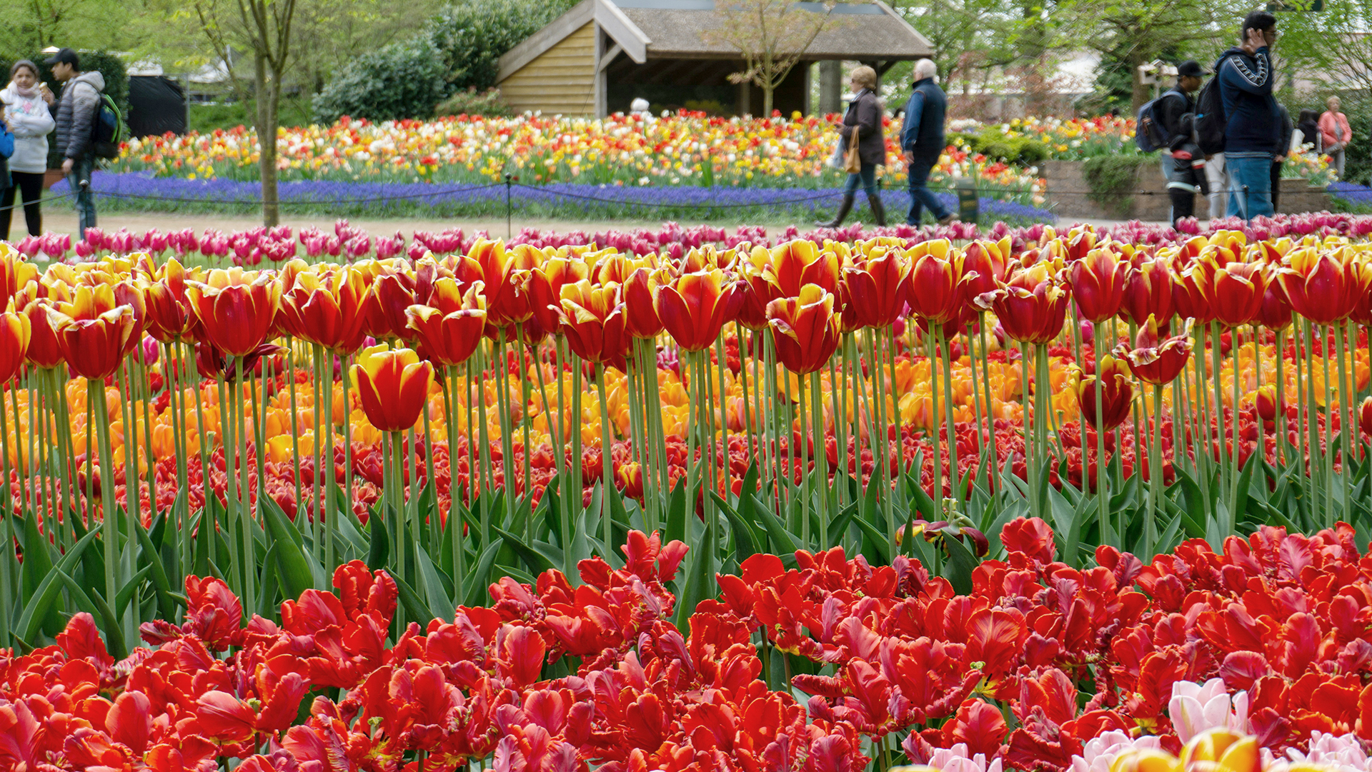 Jardines de Keukenhof, Países Bajos