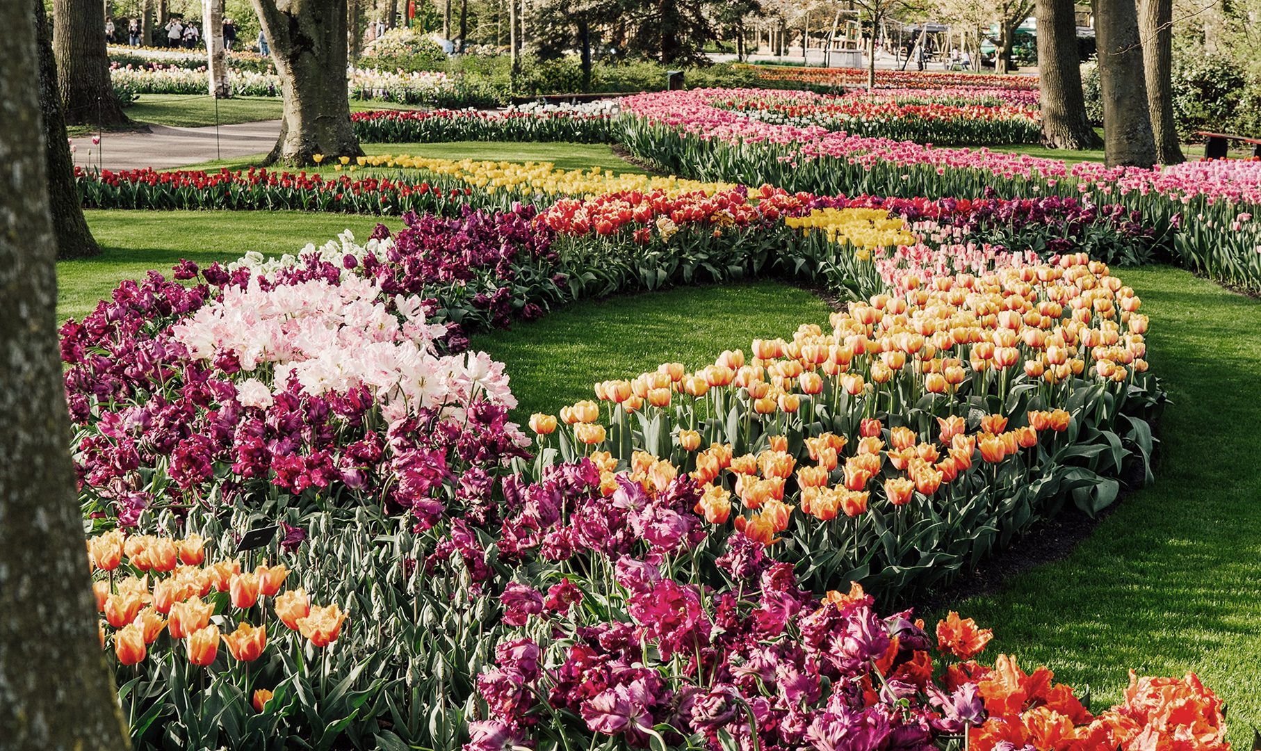 Senderos curvos de tulipanes multicolores en los jardines de Keukenhof, Holanda.
