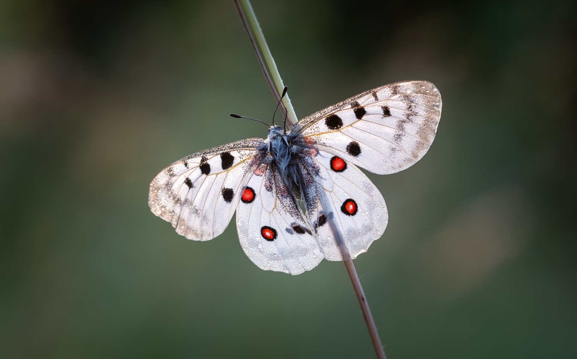 Mariposa Parnassius Apollo