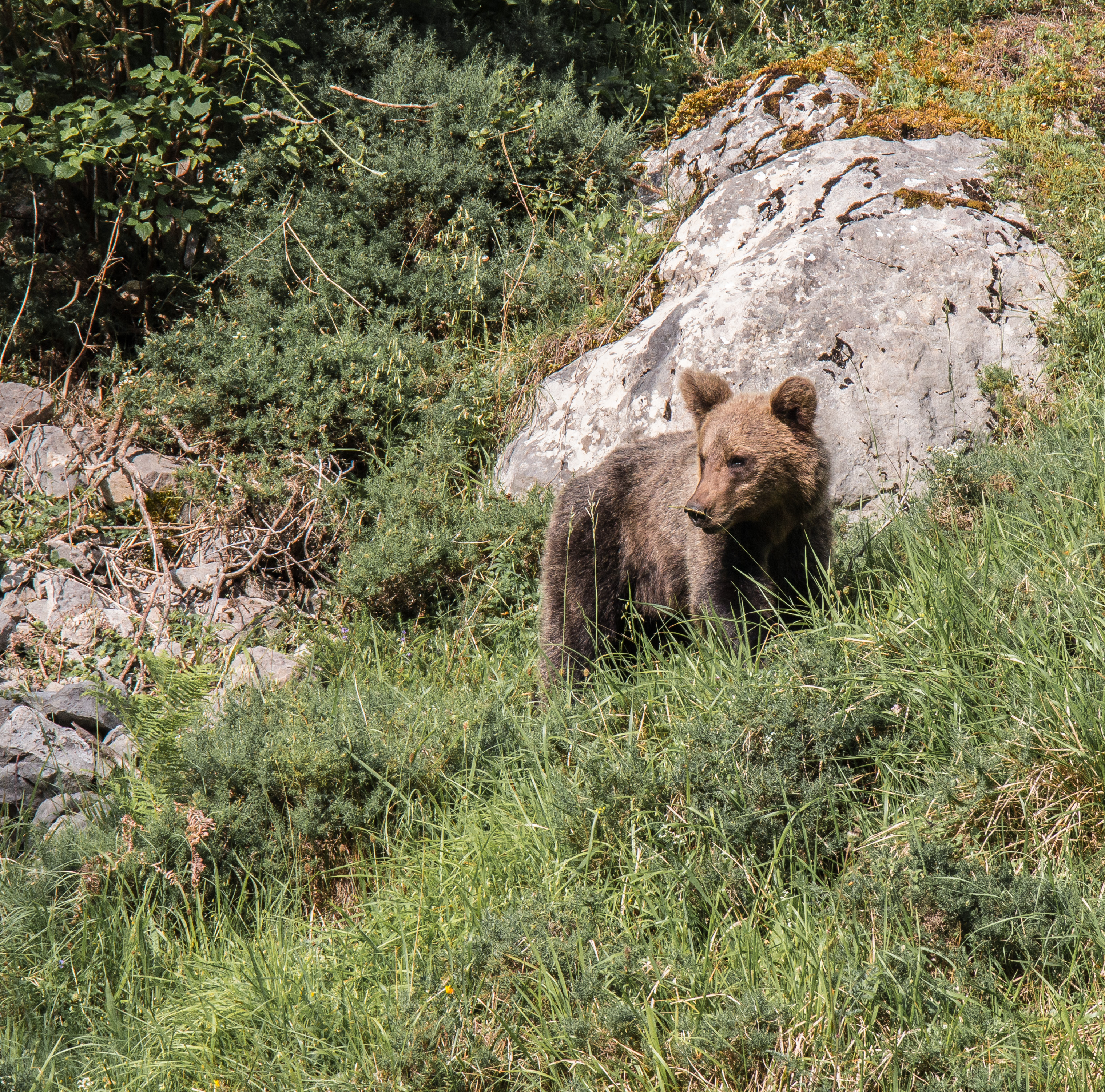 oso pardo asturiano
