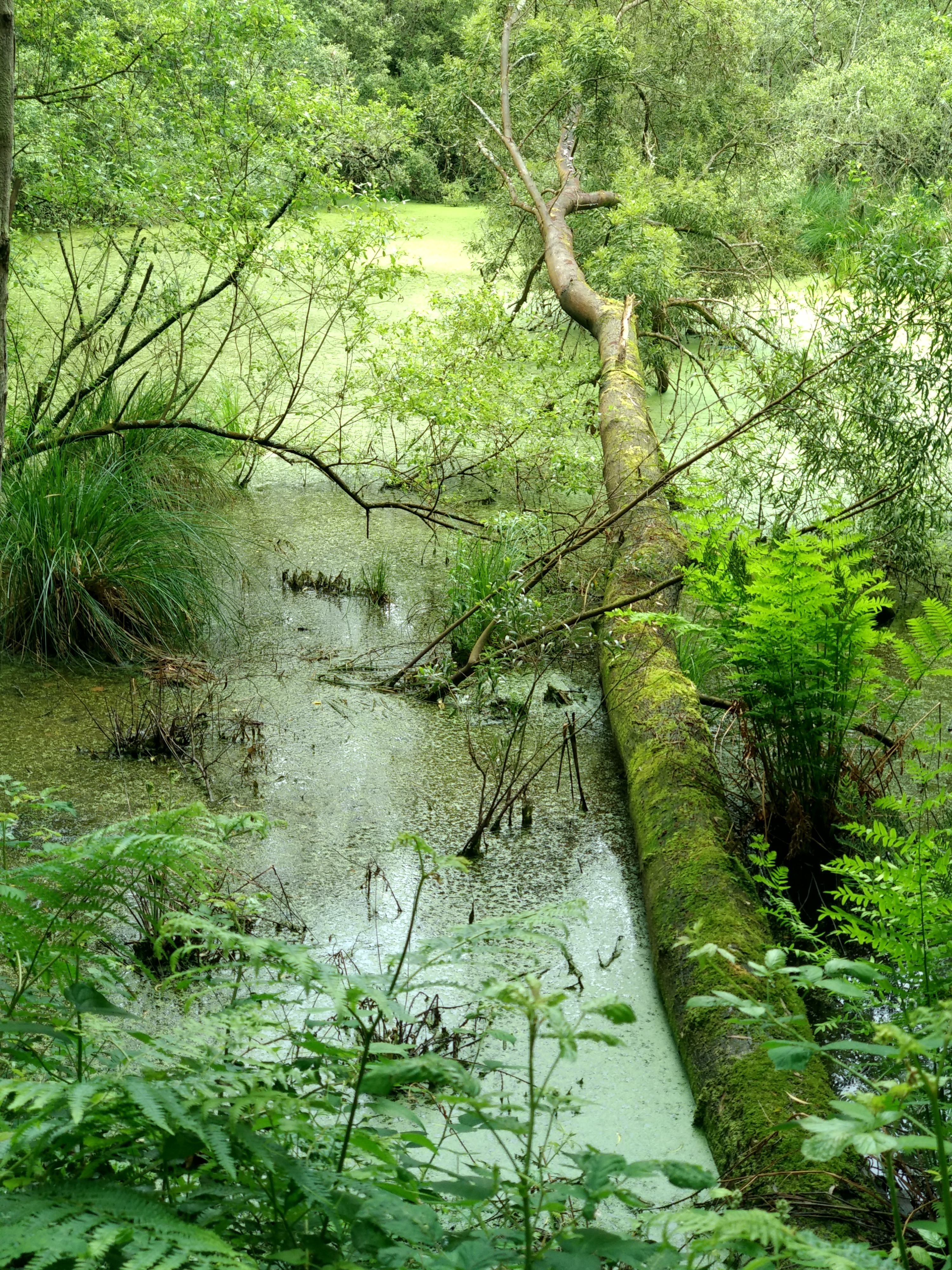 lagunas salave