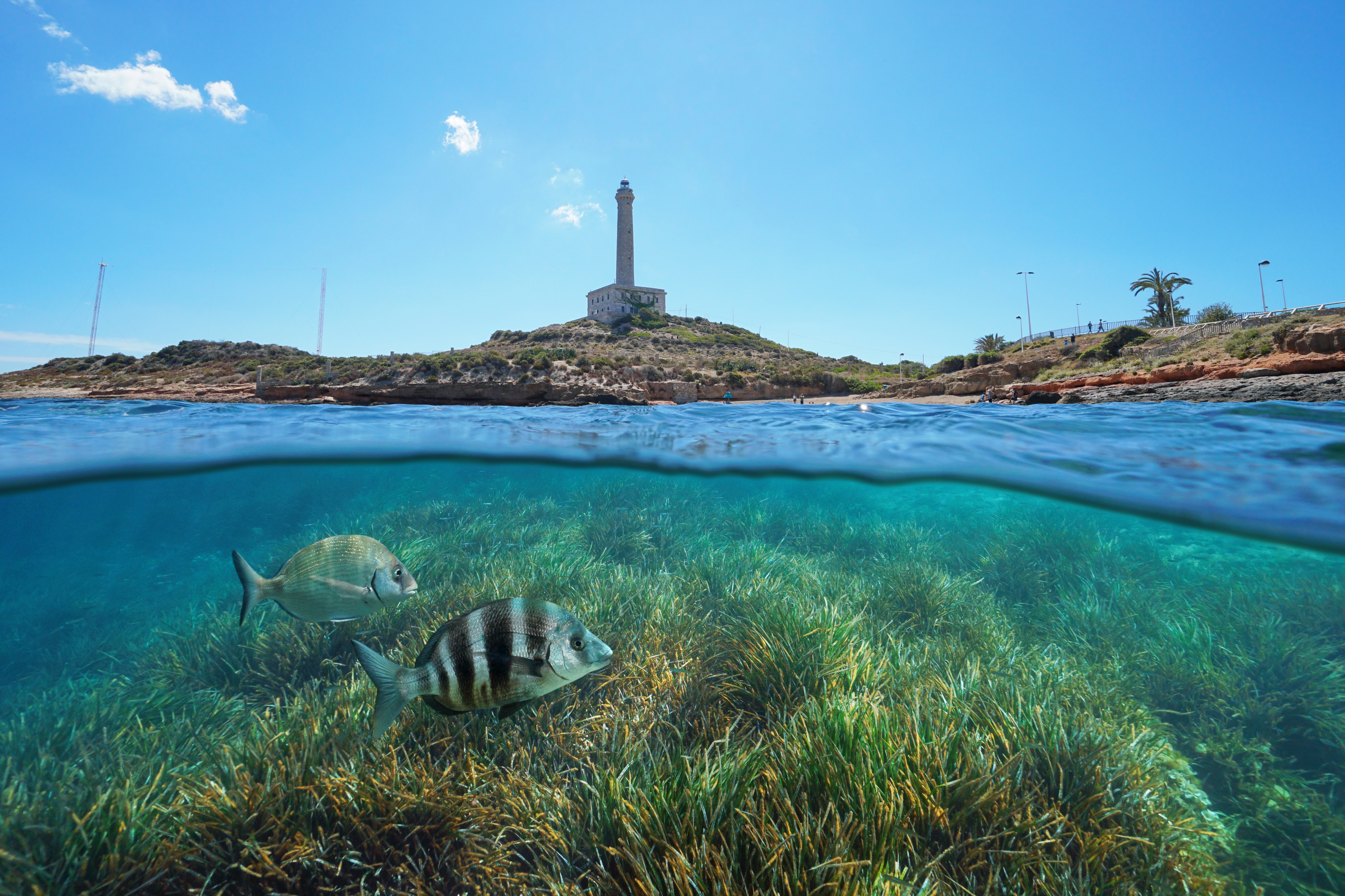 reserva marina cabo de palos