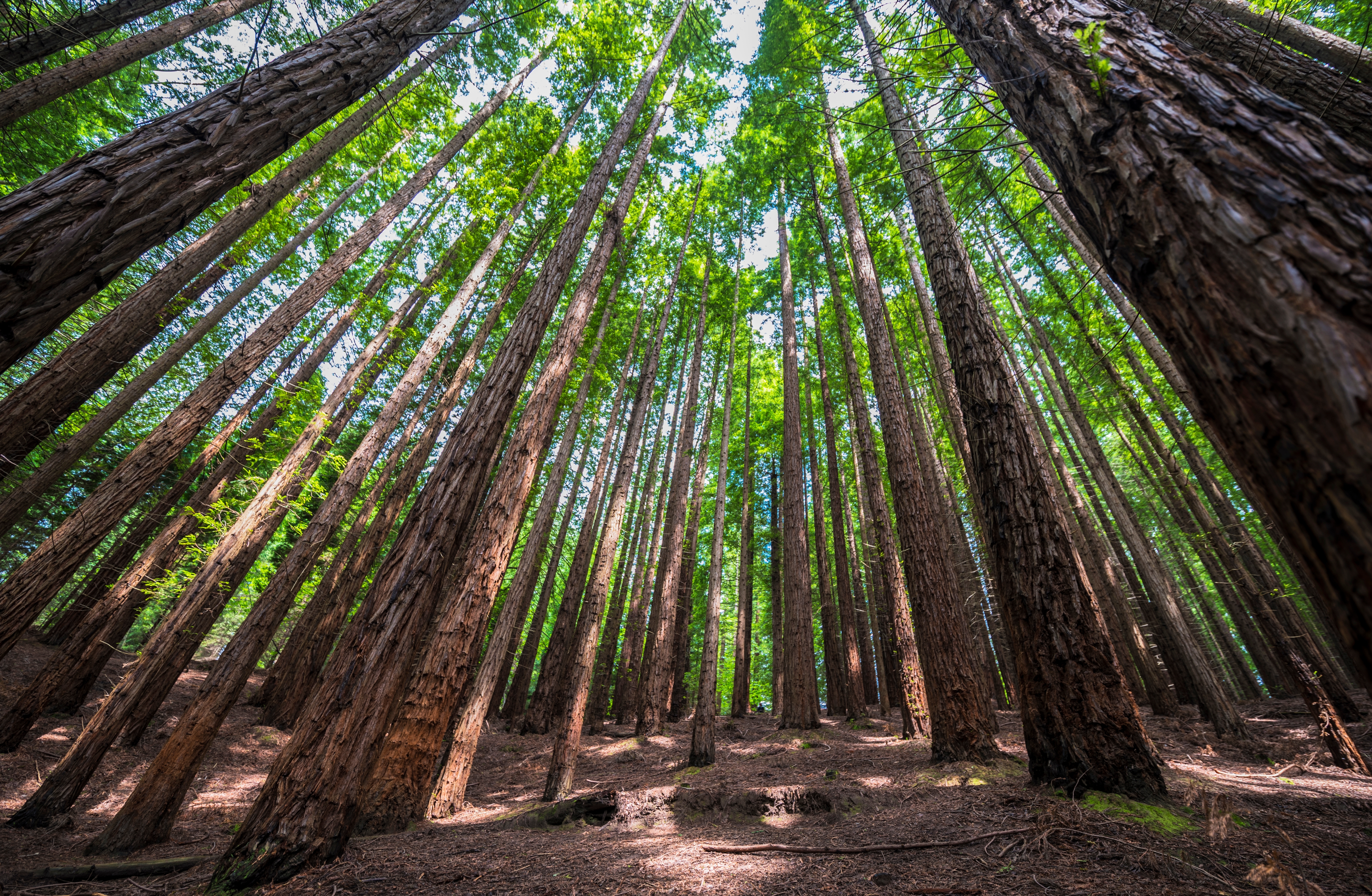 bosque secuoyas cabezon de la sal