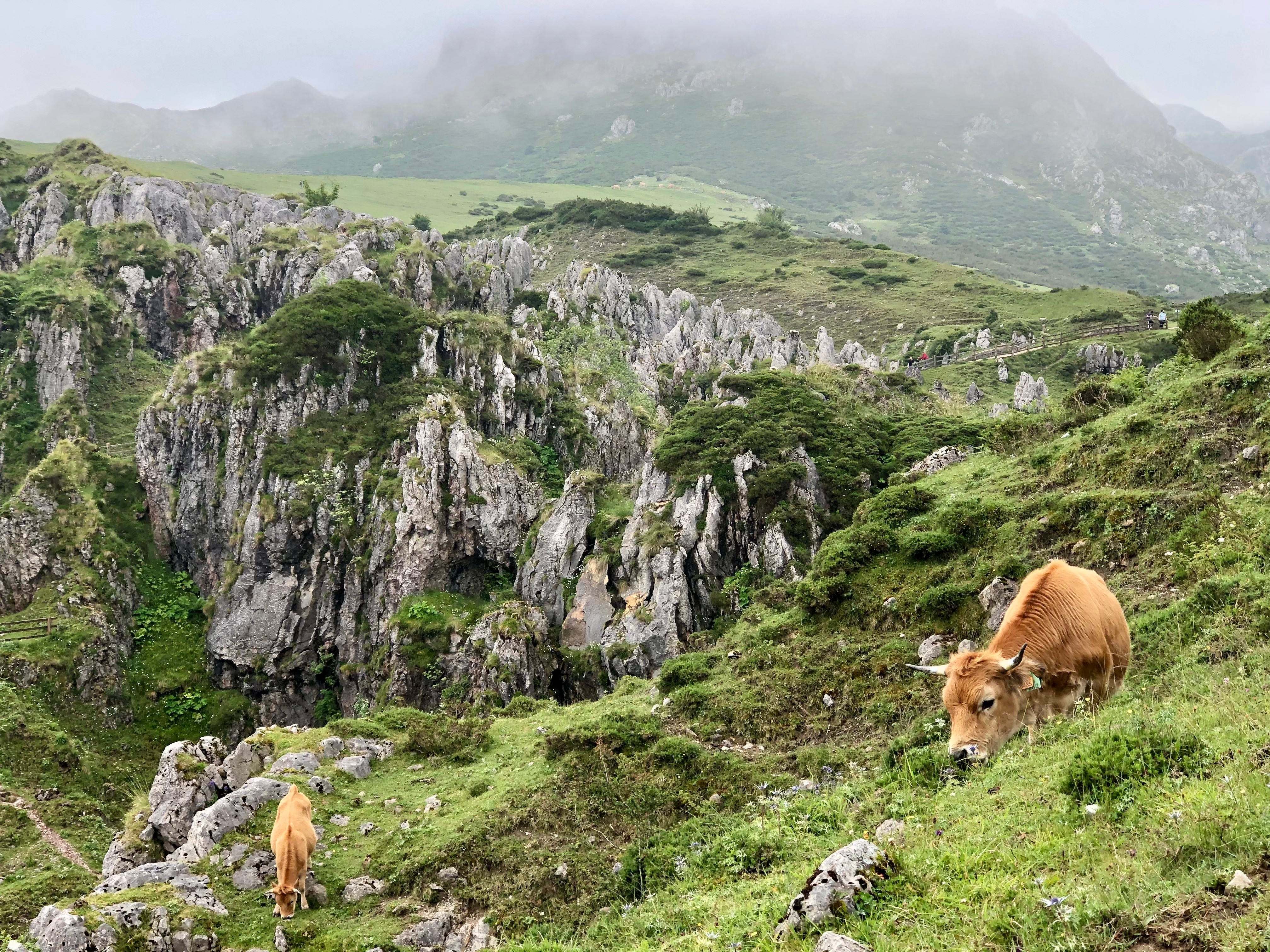 vacas lagos covadonga