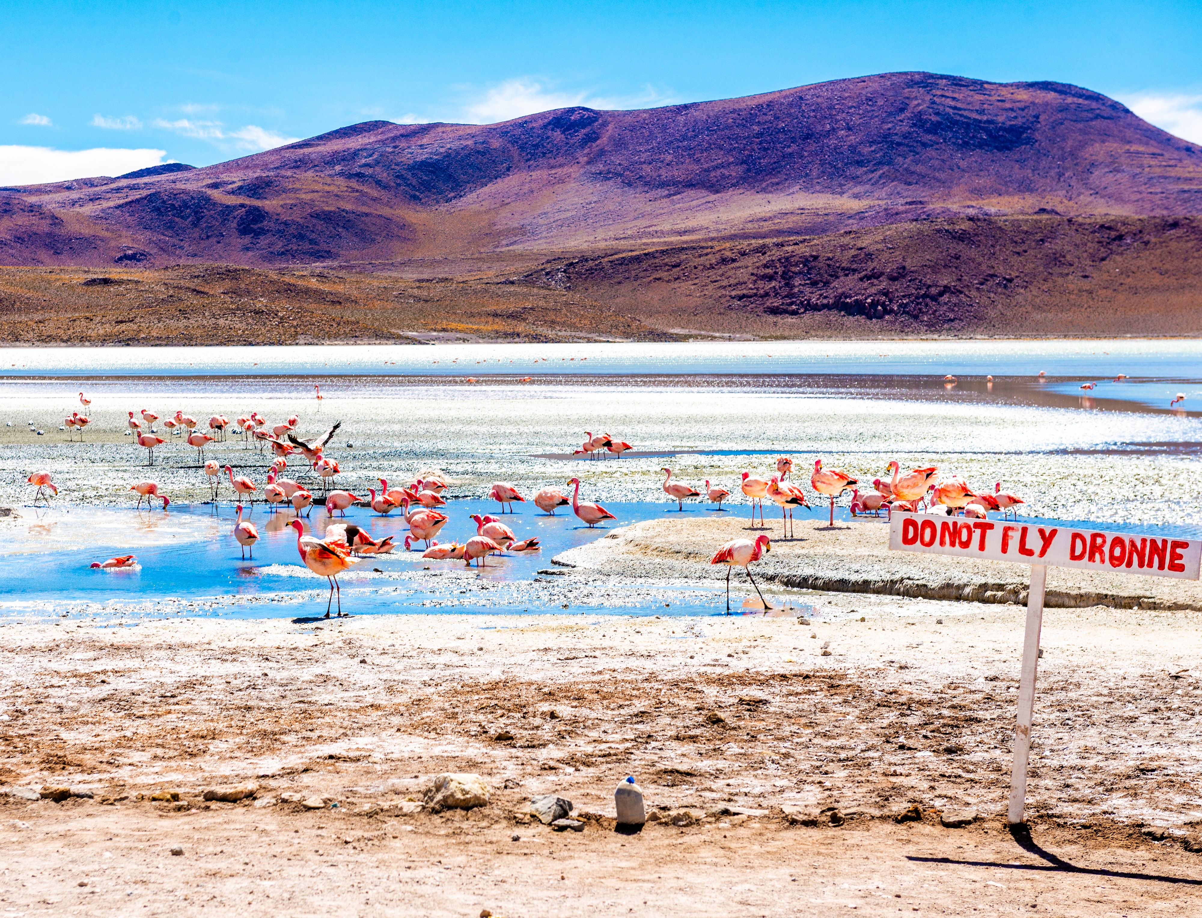 flamencos