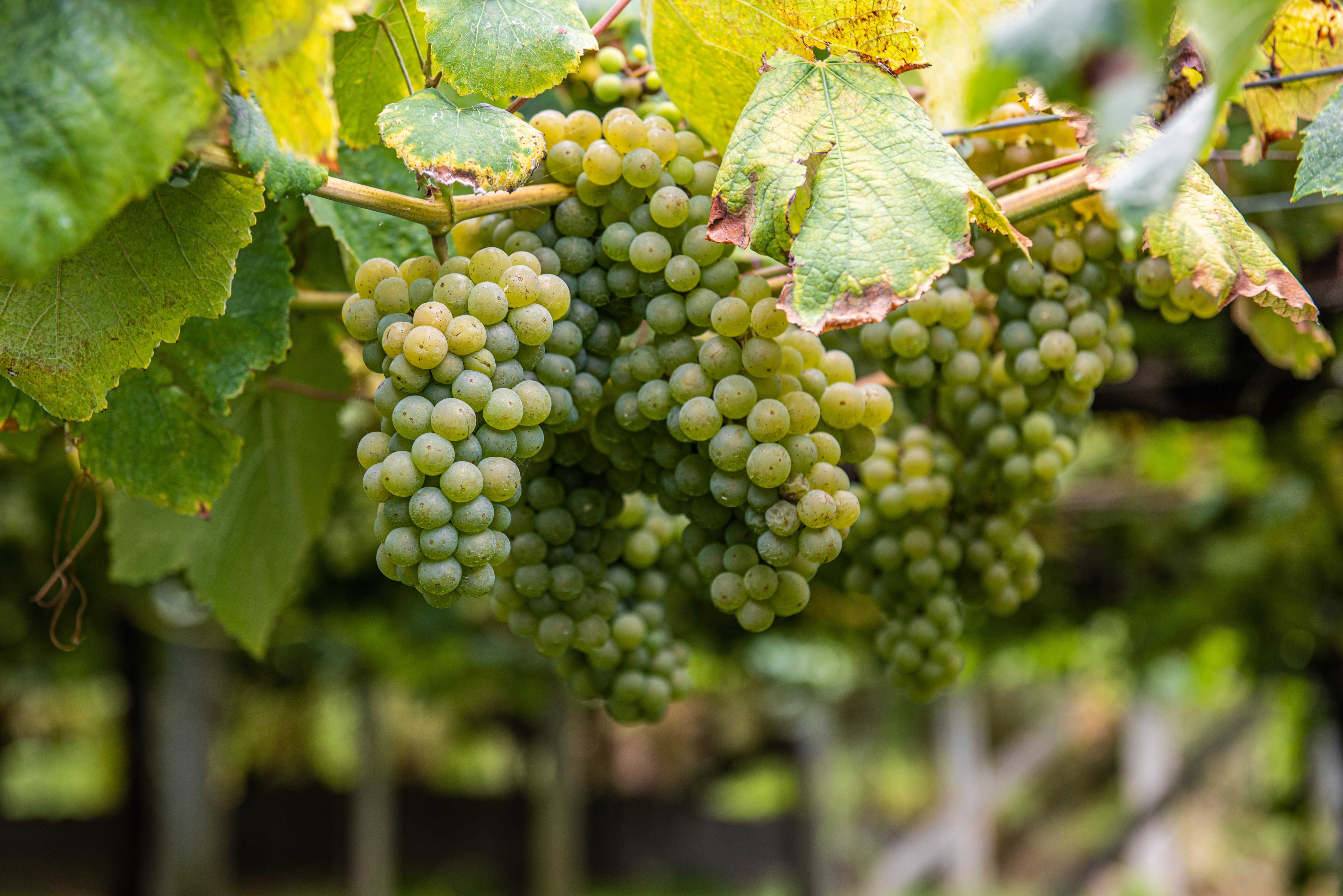uvas albariño