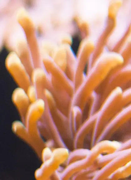 Entrada al Acuario de Gijón - Excursiones y Actividades en Gijón - Buendía Tours