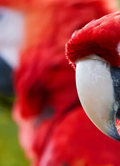 Loros en parque de animales - Entradas para el Loro Parque de Santa Cruz de Tenerife - Buendía Tours Canarias 