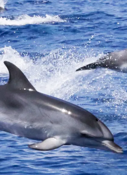 Delfines en el estrecho de Gibraltar - Tour a Gibraltar desde Málaga y Observación de Delfines - Buendía Andalucía