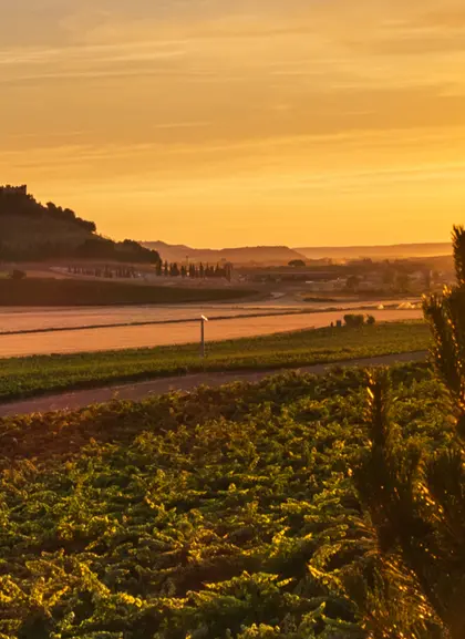 Excursión a Ribera del Duero desde Madrid - Buendía 