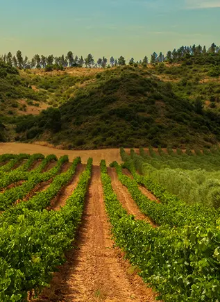 Viñedo Navarro cerca de Pamplona - Visita Guiada Bodegas de Pago Larrainzar con cata - Buendía Navarra