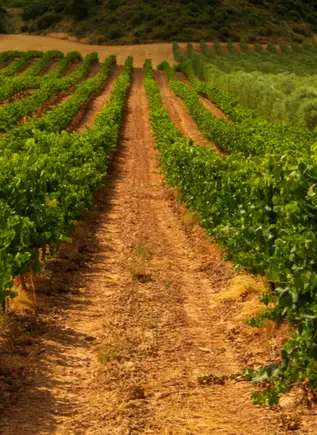 Viñedo en Navarra - Experiencia Garnacha en Bodegas Caudalia - Actividades y Excursiones en Pamplona Buendía