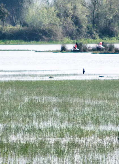 Excursión a Doñana desde Sevilla