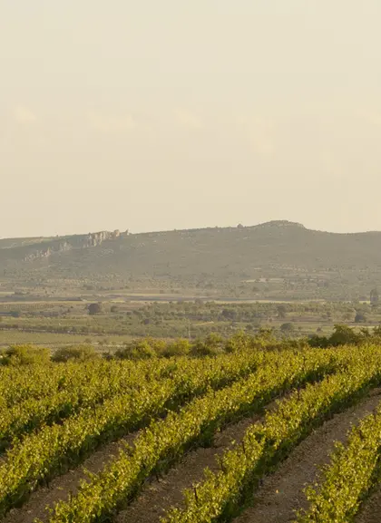 Visita Guiada y Cata en la Bodega Sierra Norte Calderón - Excursiones y Actividades en Valencia - Buendía