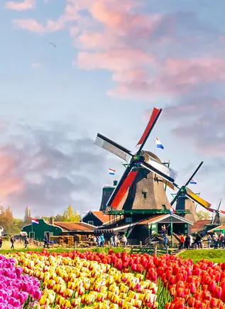 Molinos de viento y campo de tulipanes - Excursión a los Jardines de Keukenhof desde Ámsterdam - Actividades y Excursiones Buendía Tours Países Bajos