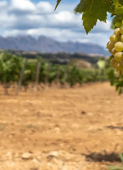 Viñedos y racimo de uva Verdejo - Visita y Cata en la Bodega Verderrubí - Excursiones y Actividades Buendía Valladolid, Castilla y León