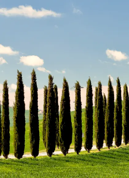 Tour al Valle de Orcia, Montalcino, Pienza y Montepulciano con degustación desde Florencia - Actividades y Excursiones Buendía Toscana, Italia