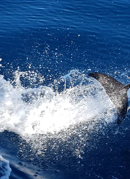 Avistamiento de delfines, ballenas y tortugas marinas - Observación de Delfines en Lagos - Actividades y Excursiones Buendía Algarve, Portugal