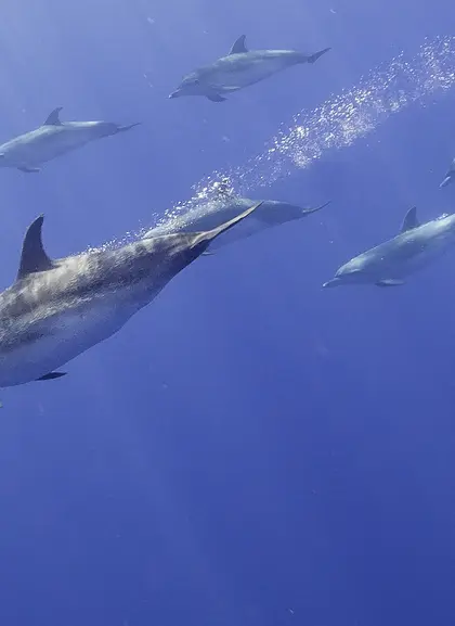 Avistamiento de Delfines en el Algarve - Actividades y Excursiones Buendía Portugal