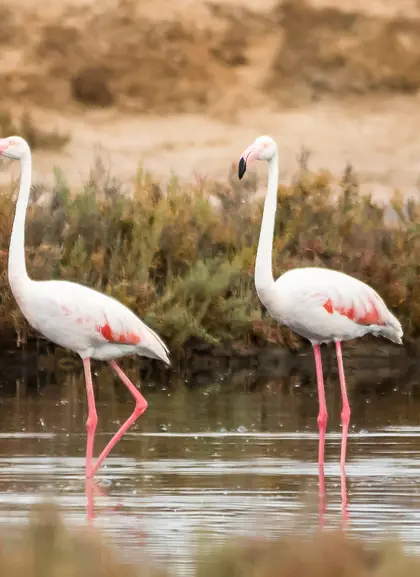 Flamencos rosas en Ria Formosa en Faro - Observación de Aves en el Algarve - Actividades y excursiones Portugal
