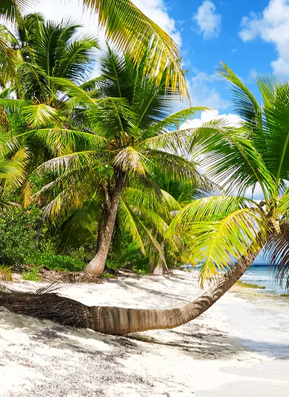 Excursión a Isla Saona con almuerzo desde Punta Cana- Tours turísticos y Actividades Buendía Republica Dominicana