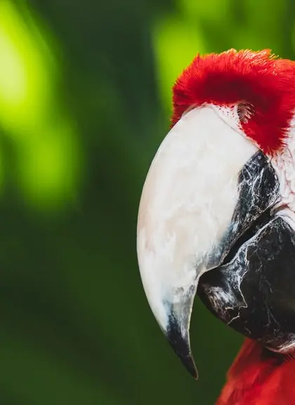 Loros coloridos en el parque Xcaret - Excursión a Xcaret desde Cancún o Riviera Maya - Actividades y Tours Buendía México