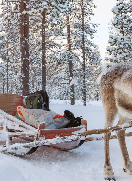 Visita una Granja de Renos - Excursiones y Visitas guiadas en español Buendía Laponia, Finlandia