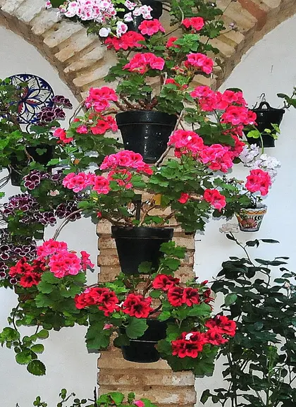 Patio típico de Córdoba - Visita a los Patios de Córdoba con entradas incluidas - Excursiones y Actividades en Córdoba - Buendía