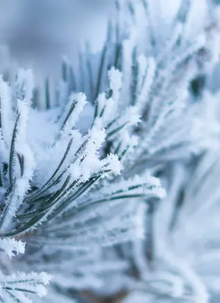 Ramas de pinos cubiertos de nieve - Excursiones en raquetas de nieve por los alrededores de la estación de esquí de Baqueira Beret - Ruta en Raquetas de Nieve por Fuentes de Invierno - Actividades,  Experiencia al aire libre, Ocio y Turismo activo Buendía Val d'Aran