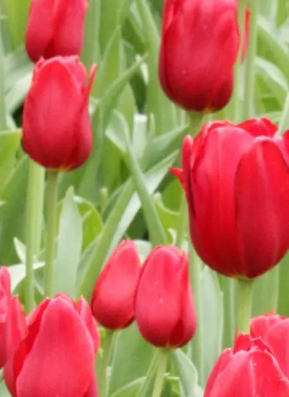 Tour Privado por Keukenhof desde Ámsterdam  Excursiones y Visitas guiadas en español Buendía Países Bajos
