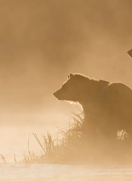 Avistamiento del Oso Pardo en Asturias en Primavera