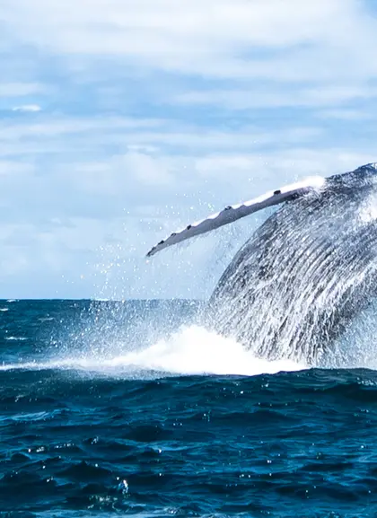 Avistamiento de ballenas jorobadas en bahía de Samaná desde Punta Cana