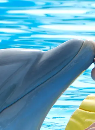 Visita a la Dolphin Island de Punta Cana