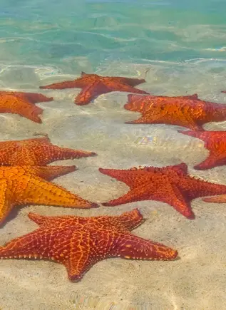 Excursión en Catamarán y Snorkeling