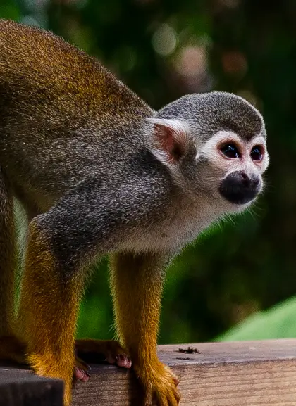 Excursión al MonkeyLand de Punta Cana