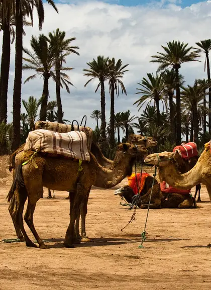 Paseo en camello por el Palmeral con degustación de té