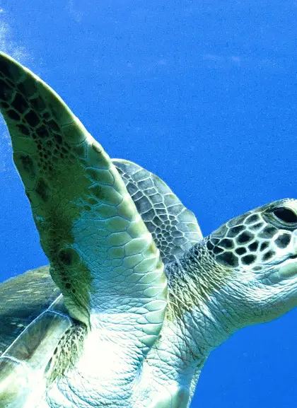 Excursión de snorkel por las lavas sumergidas de Tenerife