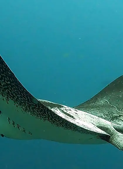 Snorkel con Rayas y de las Tortugas en Tenerife