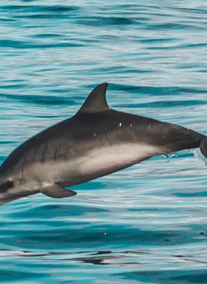 Avistamiento de delfines en la costa de Morro Jable