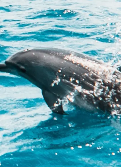 Excursión en 4x4 Valles y Acantilados con Observación de Delfines