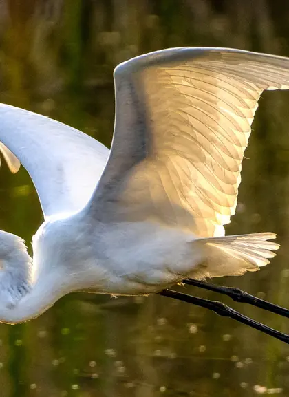 Visita al Parque Natural de Doñana en todoterreno