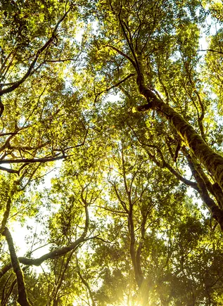 Senderismo en el Bosque de la Laurisilva