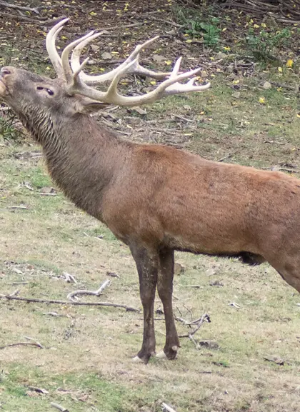 Berrea del venado ciervos Collanzo valle Aller Asturias