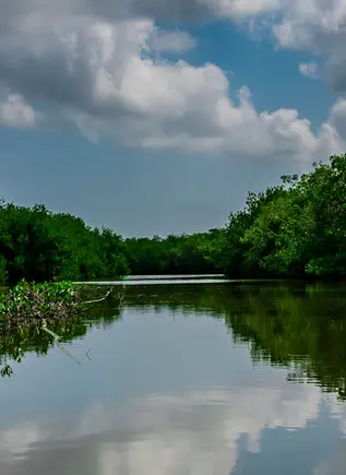 Excursión a los Manglares de La Boquilla