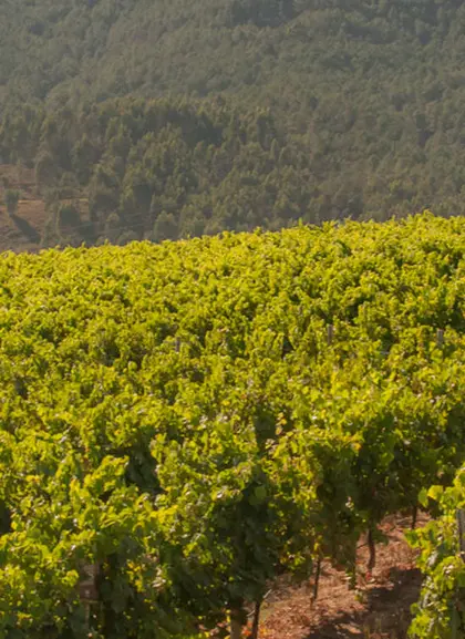 Visita y Cata Bodegas Corisca