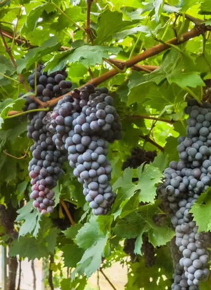 Visita Bodega Finca Montepedroso con Cata y Aperitivo