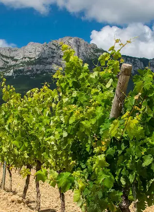 Visita Laguardia y Cueva Dorretxe con Degustación