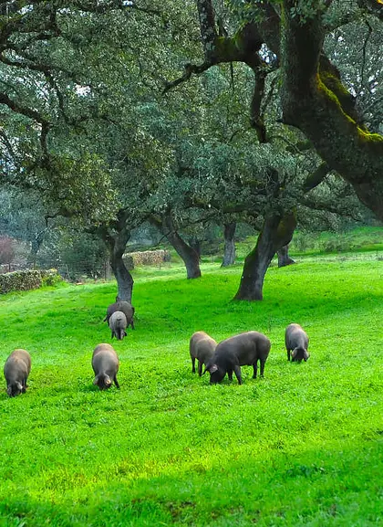 Excursión en 4x4 por la dehesa de Cáceres