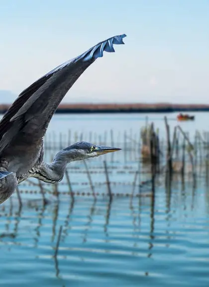 Excursión al Parque Natural de la Albufera desde Valencia