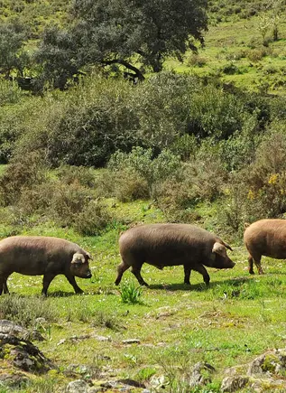 Tour del cerdo ibérico en la Sierra de Huelva